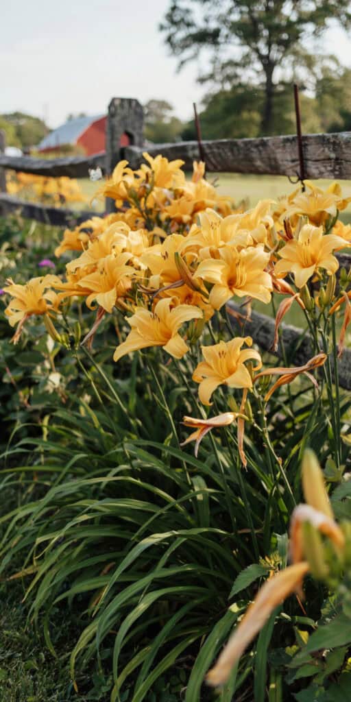 Flowers Your Grandma Grew That Are Almost Impossible to Kill 4 Flowers Your Grandma Grew That Are Almost Impossible to Kill