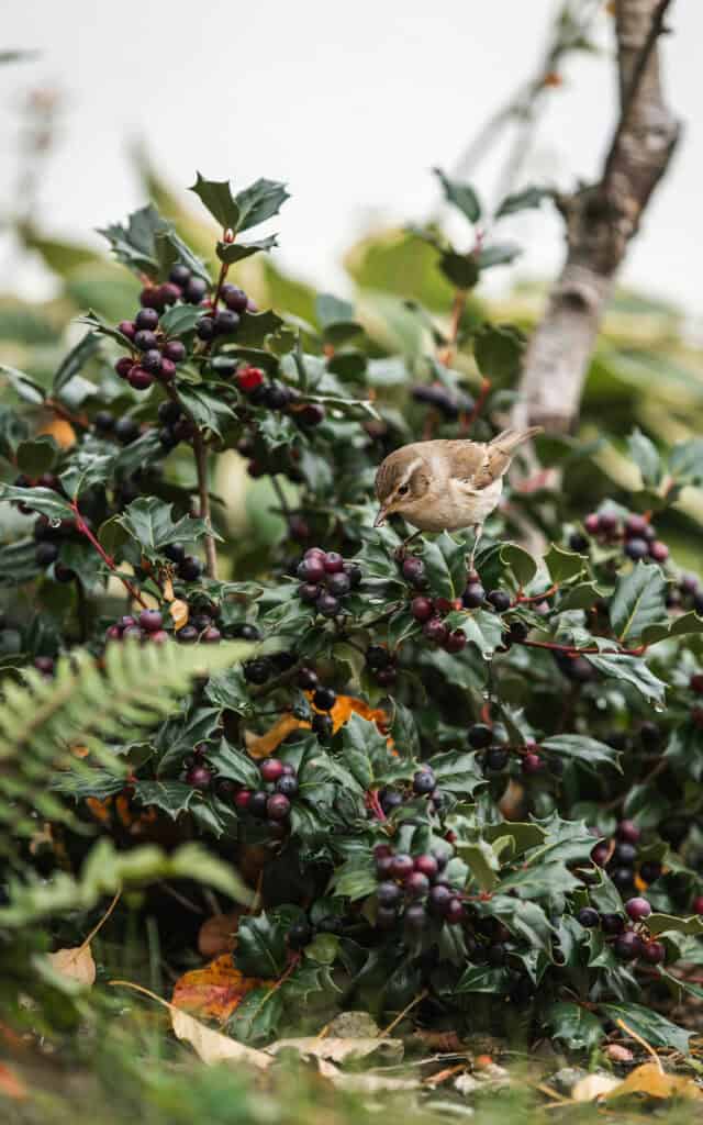 15 Low Maintenance Shrubs That Look Amazing All Year 14 15 Low Maintenance Shrubs That Look Amazing All Year