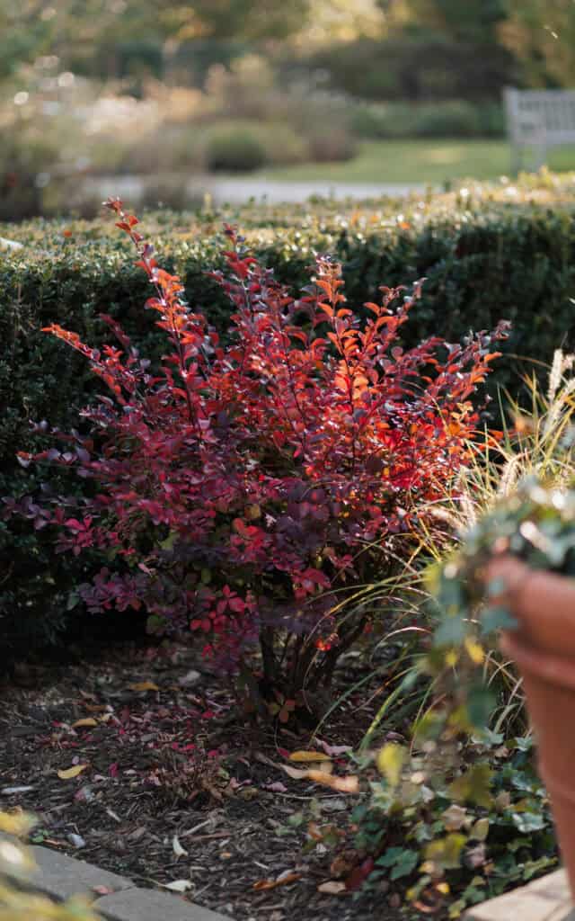 15 Low Maintenance Shrubs That Look Amazing All Year 9 15 Low Maintenance Shrubs That Look Amazing All Year