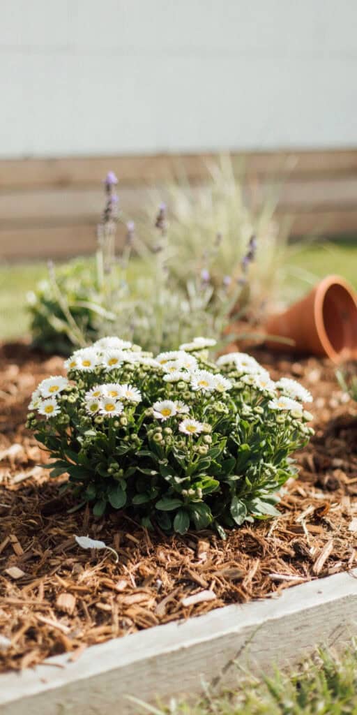 Cheap Front Yard Landscaping Ideas That Look Expensive 4 Cheap Front Yard Landscaping Ideas That Look Expensive