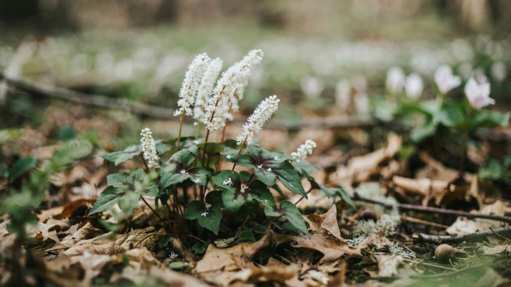 25 Shade Perennials and Plants That Actually Thrive (Even Under Trees) 12 White Astilbe flower blooming in shaded garden area.