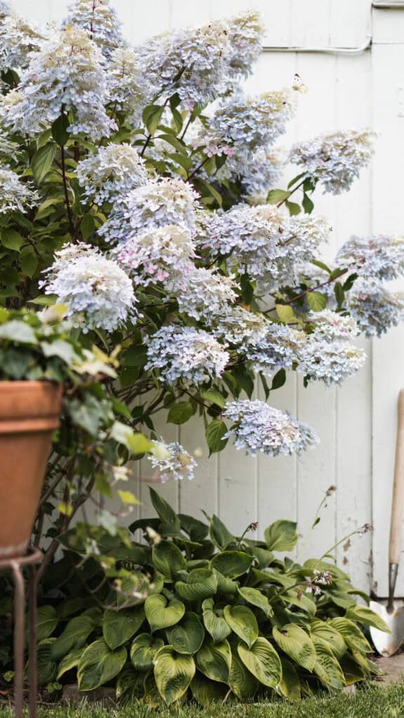 Hosta Landscaping: 15 Ways to Design With Hostas 2 Hydrangea plant with large white and light purple flowers in a garden setting.