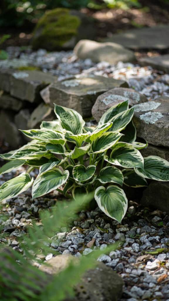 Hosta Landscaping: 15 Ways to Design With Hostas 8 Healthy variegated hosta plant in garden landscape.