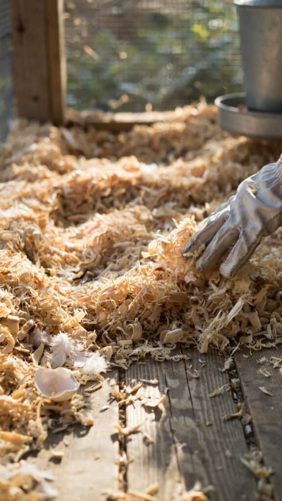 Sand vs Straw vs Pine Shavings: The Honest Chicken Coop Bedding Showdown 2 Sand vs Straw vs Pine Shavings: The Honest Chicken Coop Bedding Showdown