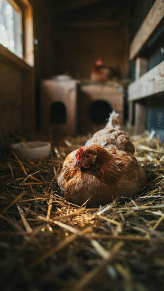 Sand vs Straw vs Pine Shavings: The Honest Chicken Coop Bedding Showdown 3 Sand vs Straw vs Pine Shavings: The Honest Chicken Coop Bedding Showdown
