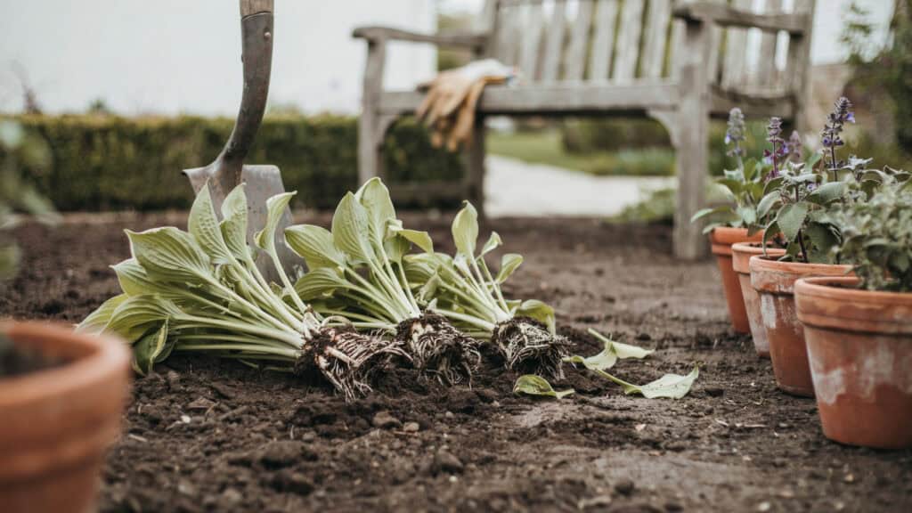 25 Shade Perennials and Plants That Actually Thrive (Even Under Trees) 16 25 Shade Perennials and Plants That Actually Thrive (Even Under Trees)
