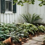 8 Shade-loving perennials thriving under trees and near a white garden shed.