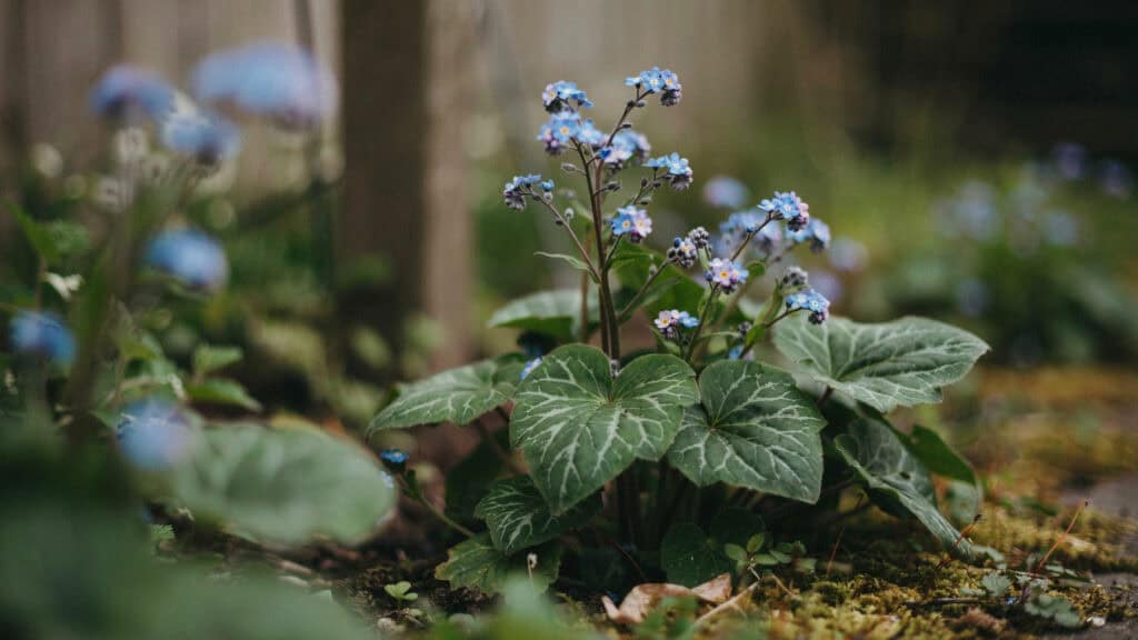 25 Shade Perennials and Plants That Actually Thrive (Even Under Trees) 7 Blue forget-me-not flowers blooming under trees in a garden.