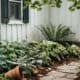 Shade-loving perennials thriving under trees and near a white garden shed.