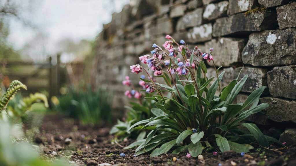 25 Shade Perennials and Plants That Actually Thrive (Even Under Trees) 9 Pink flowering perennial plant thriving in shaded garden bed.