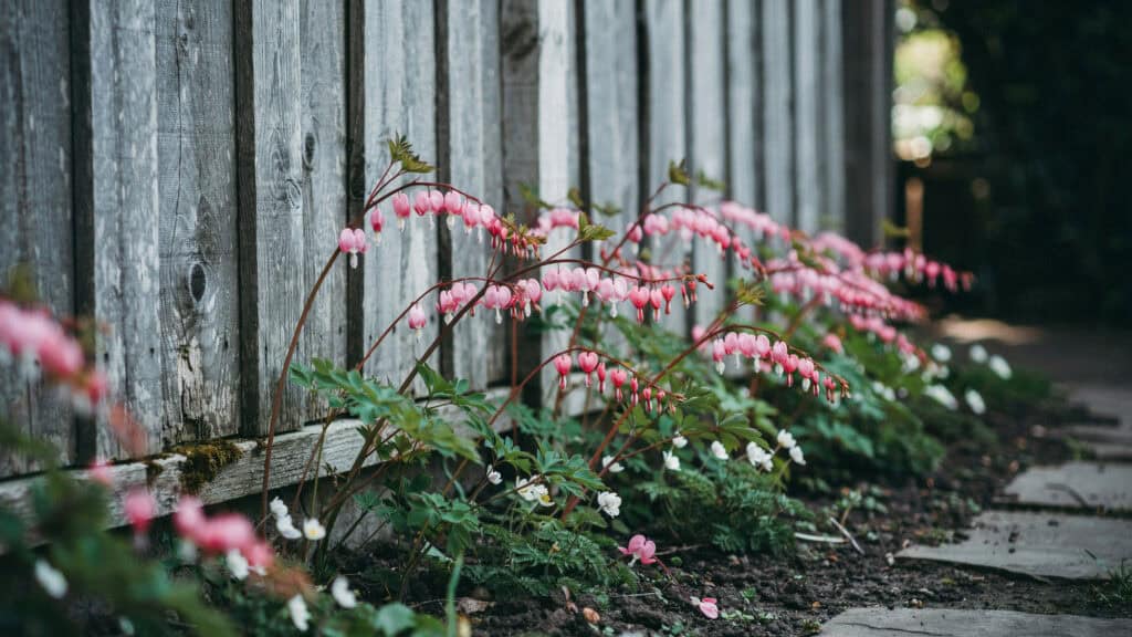 25 Shade Perennials and Plants That Actually Thrive (Even Under Trees) 8 Colorful shade perennials thriving along a wooden fence.