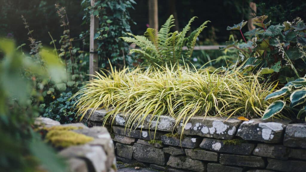 25 Shade Perennials and Plants That Actually Thrive (Even Under Trees) 13 25 Shade Perennials and Plants That Actually Thrive (Even Under Trees)