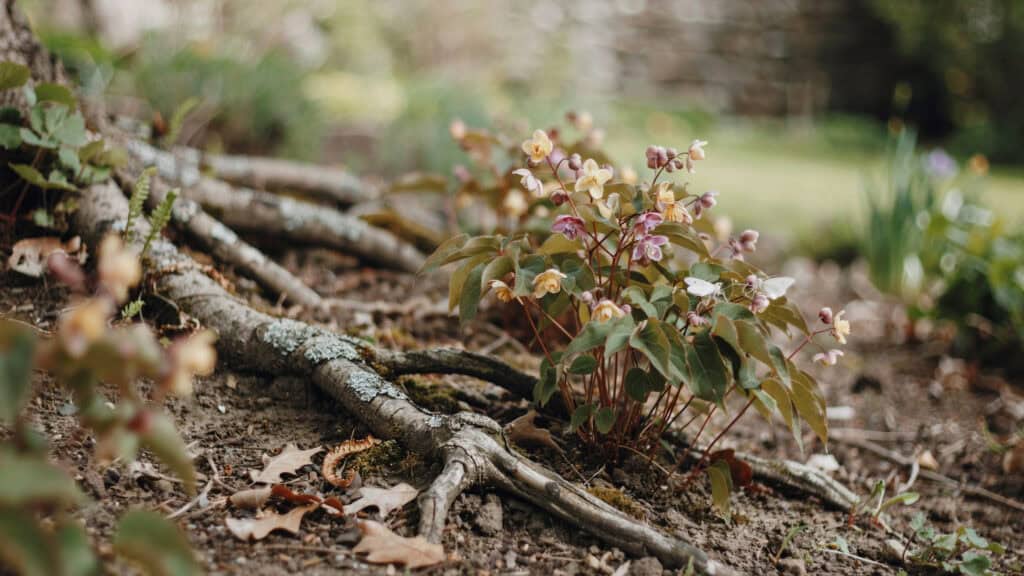 25 Shade Perennials and Plants That Actually Thrive (Even Under Trees) 14 Perennial plant thriving in shaded garden area with fallen branches.