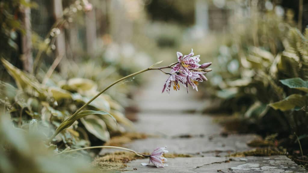 25 Shade Perennials and Plants That Actually Thrive (Even Under Trees) 15 Pink flower blooming along garden path with greenery.