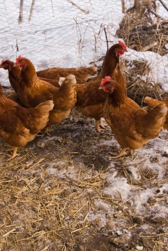 How to Keep Chickens Warm in Winter: 12 Ways That Actually Work 7 How to Keep Chickens Warm in Winter: 12 Ways That Actually Work