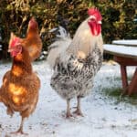 7 Group of chickens outdoors in snow during winter.