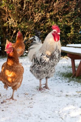 Group of chickens outdoors in snow during winter.