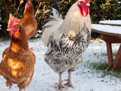 Group of chickens outdoors in snow during winter.