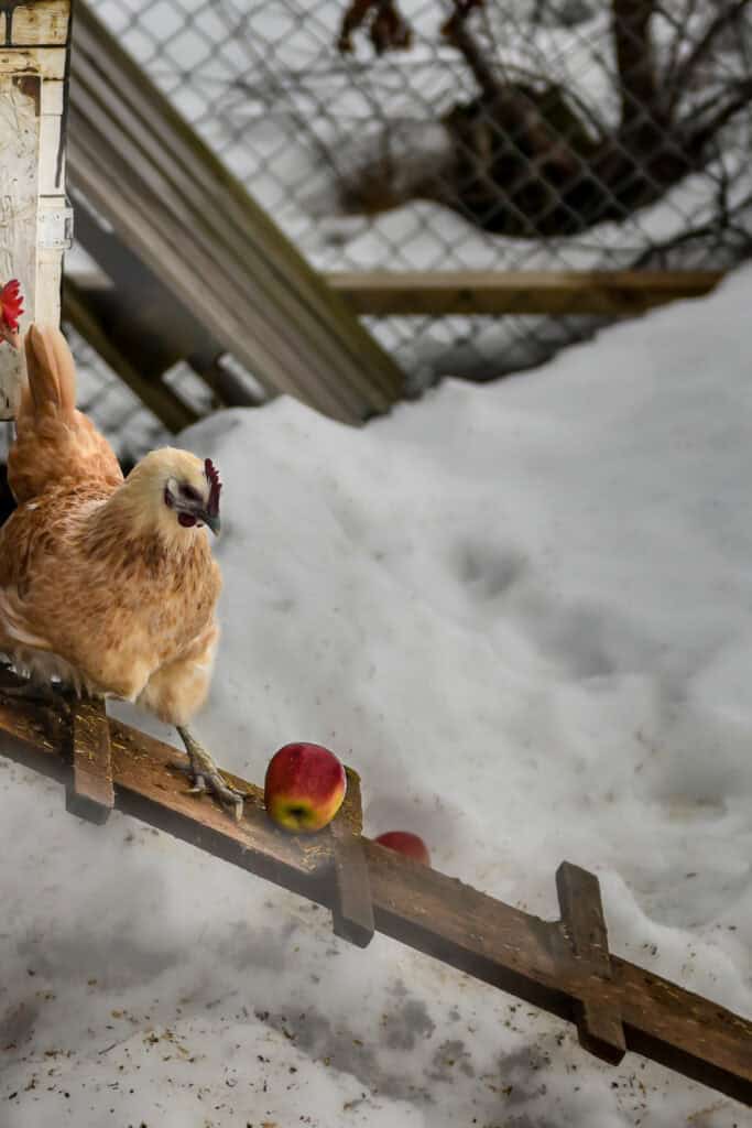How to Keep Chickens Warm in Winter: 12 Ways That Actually Work 2 Chicken standing on a ramp outside in snow during winter.