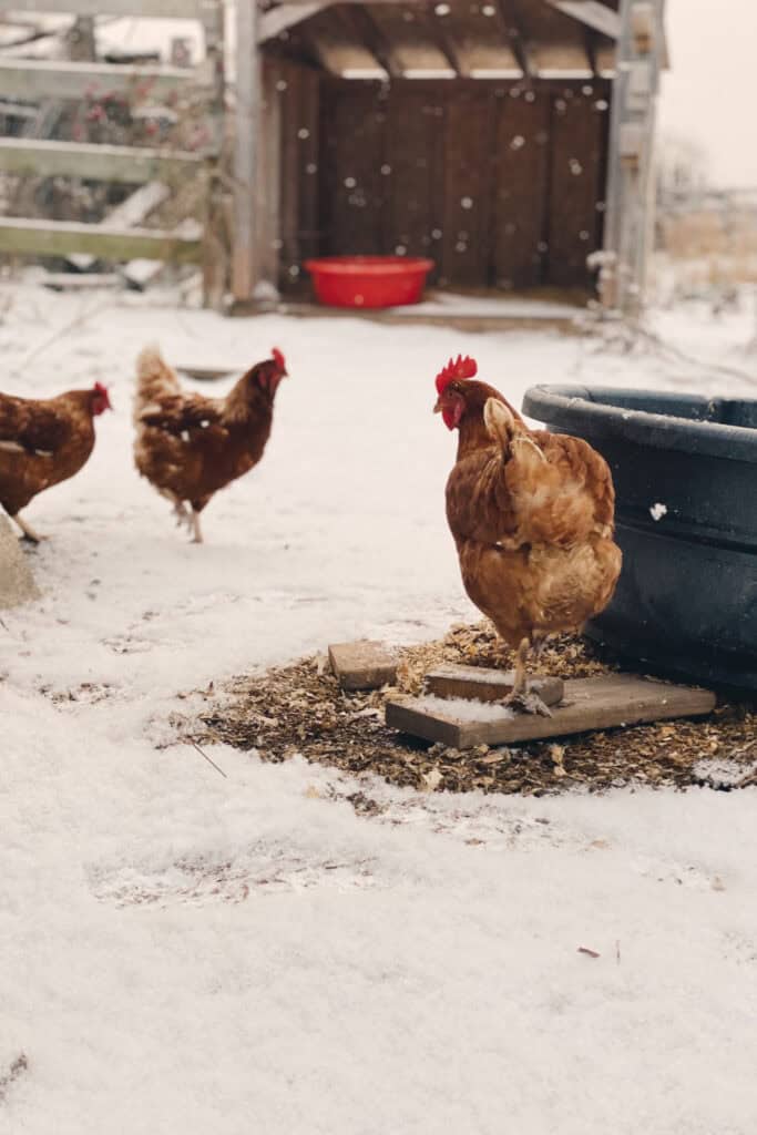 How to Keep Chickens Warm in Winter: 12 Ways That Actually Work 3 Chickens outside in snow with shelter and heat source.