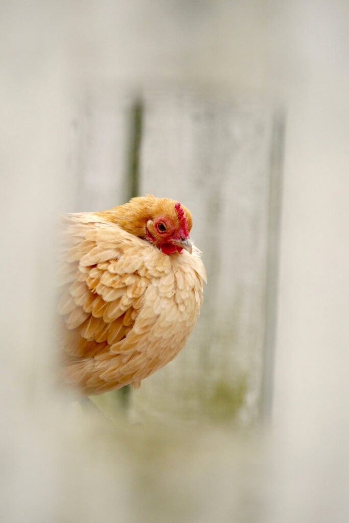 How to Keep Chickens Warm in Winter: 12 Ways That Actually Work 4 Adorable chicken peeking out of a cozy winter coop.