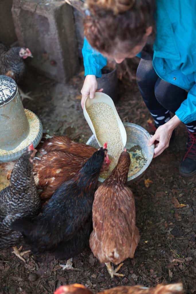 How to Keep Chickens Warm in Winter: 12 Ways That Actually Work 6 How to Keep Chickens Warm in Winter: 12 Ways That Actually Work