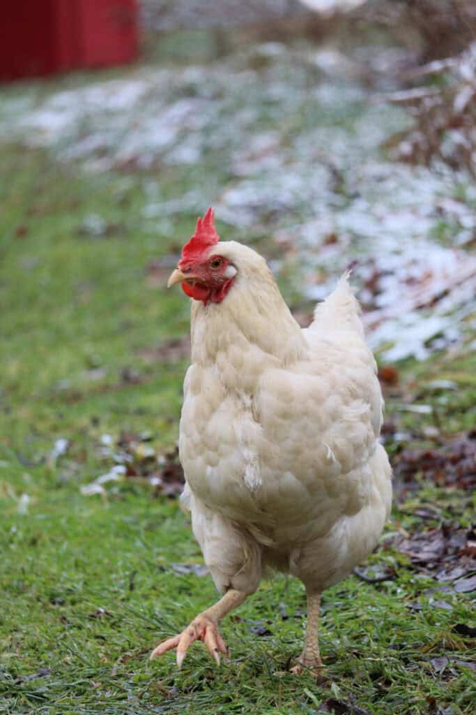 How to Keep Chickens Warm in Winter: 12 Ways That Actually Work 5 White chicken walking on frosty grass in winter.